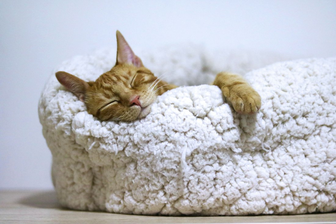 Cat sleeping on a soft pet bed