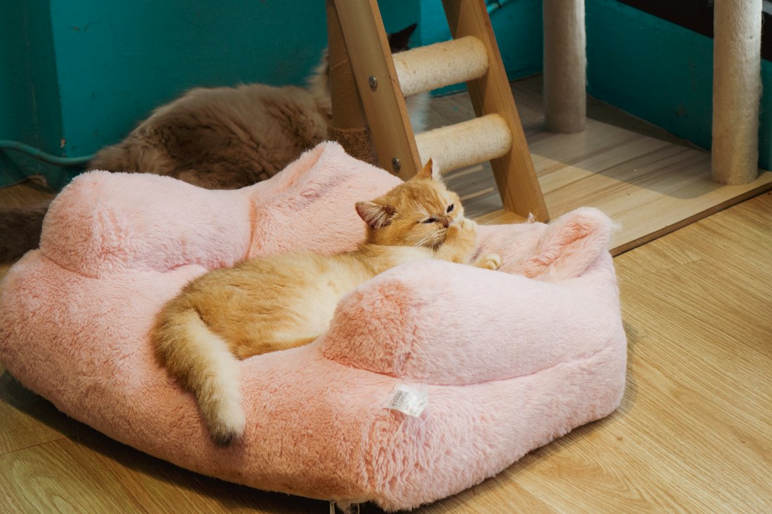 A ginger cat napping on a pink fluffy bed