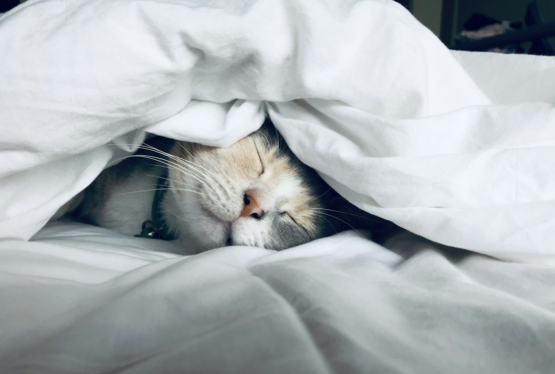 White cat sleeping under a cozy comforter