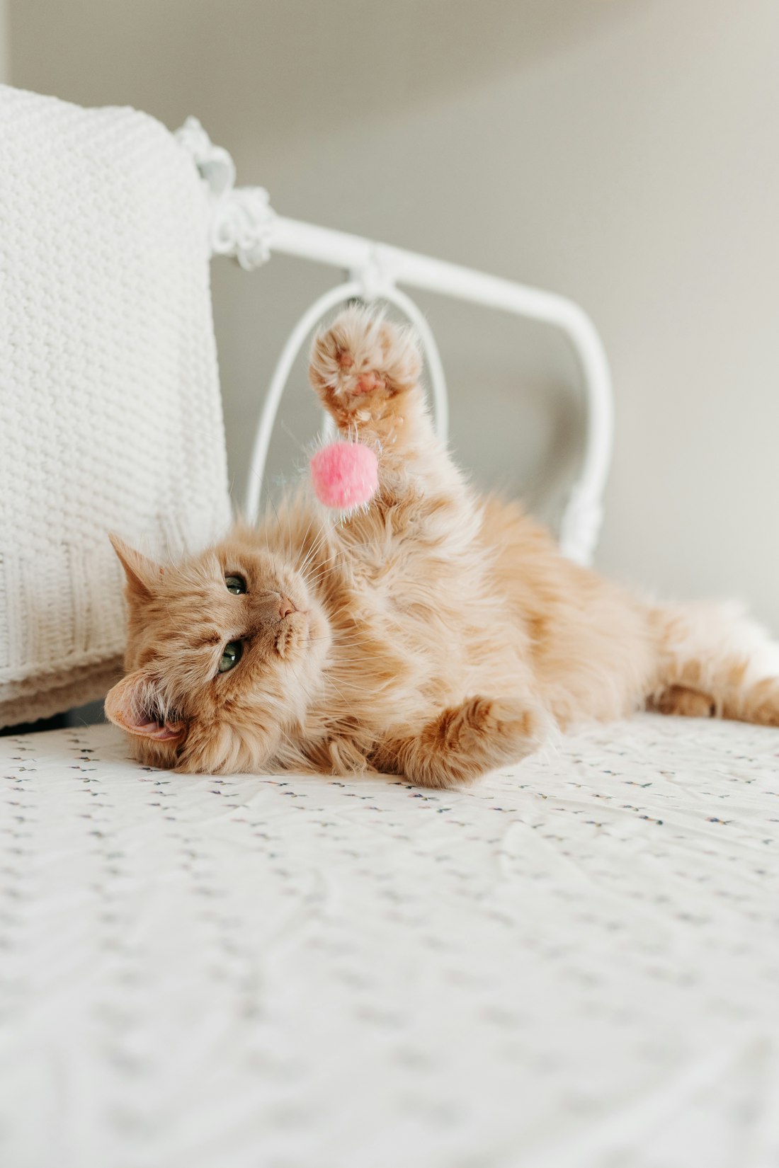 Fluffy cat playing with a pink toy