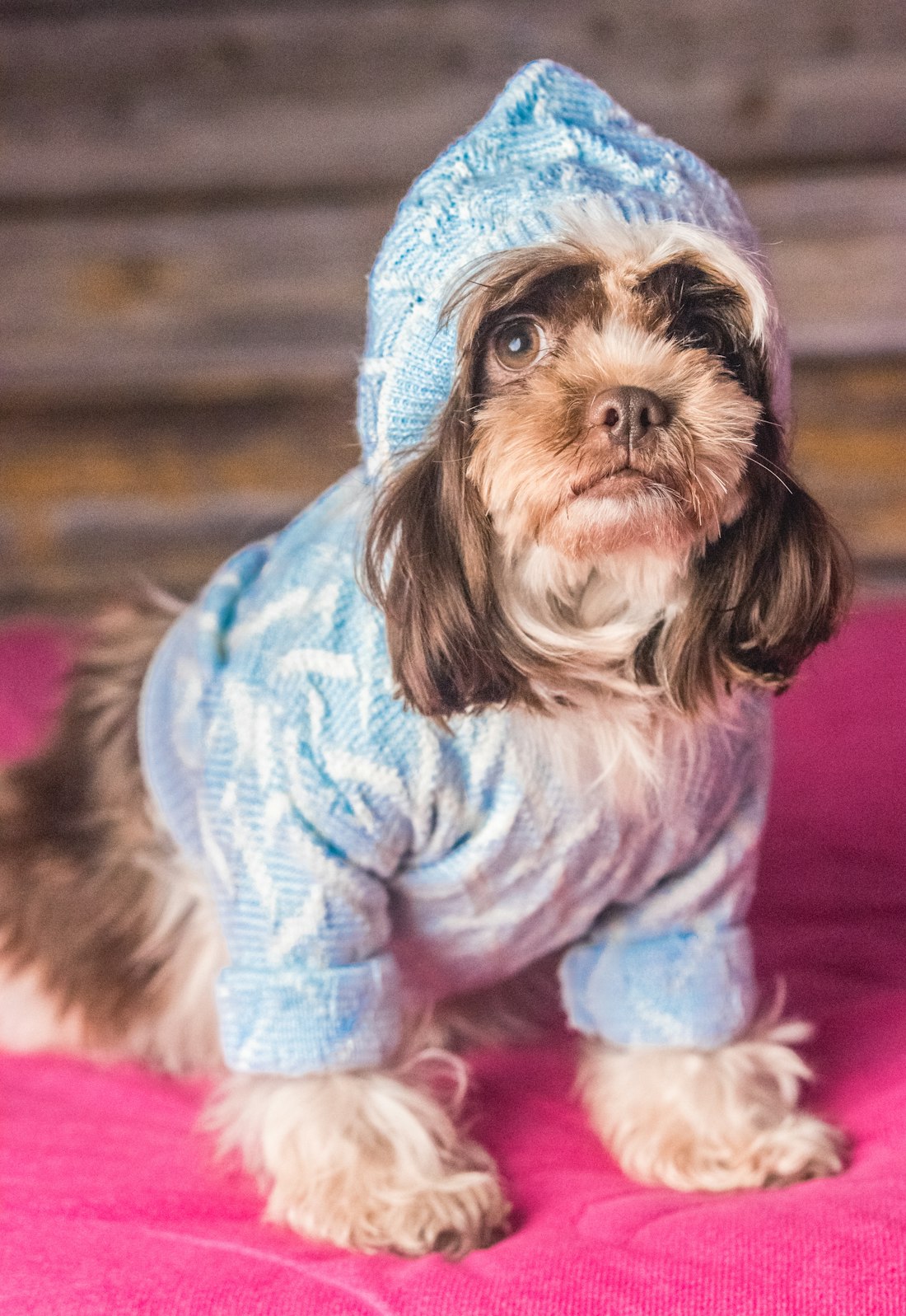Small dog in a knitted blue hoodie